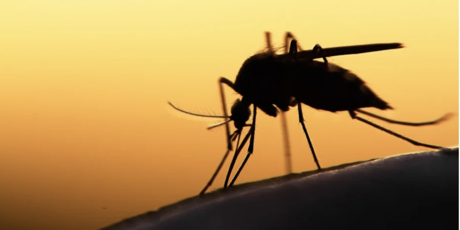African leadership shaping the future of genomic surveillance for malaria in West Africa